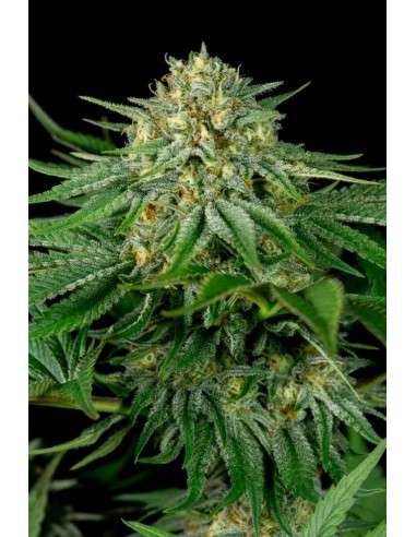 DINAFEM - Bubba Kush CBD - 2