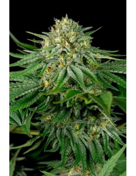 DINAFEM - Bubba Kush CBD - 2