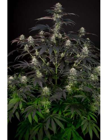 DINAFEM - Bubba Kush CBD - 3