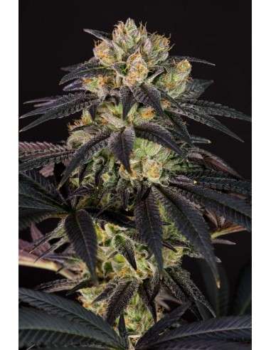 DINAFEM - Bubba Kush CBD - 4