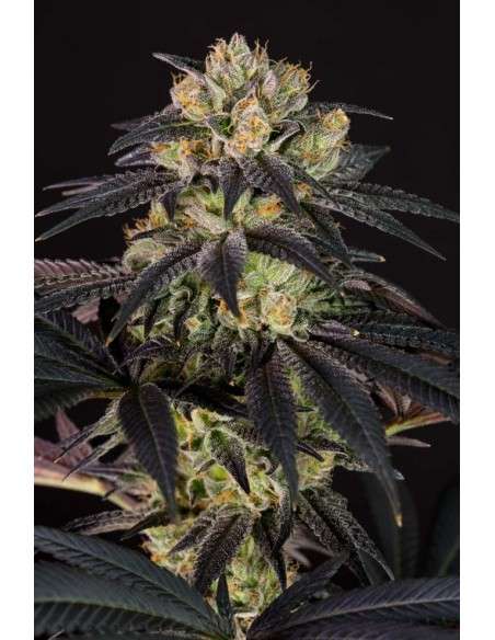 DINAFEM - Bubba Kush CBD - 4