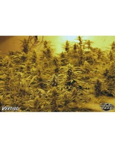 PARADISE SEEDS - Vertigo Auto - 1 2
