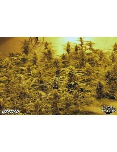 PARADISE SEEDS - Vertigo Auto - 2