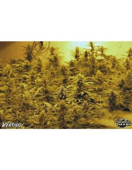 PARADISE SEEDS - Vertigo Auto - 2