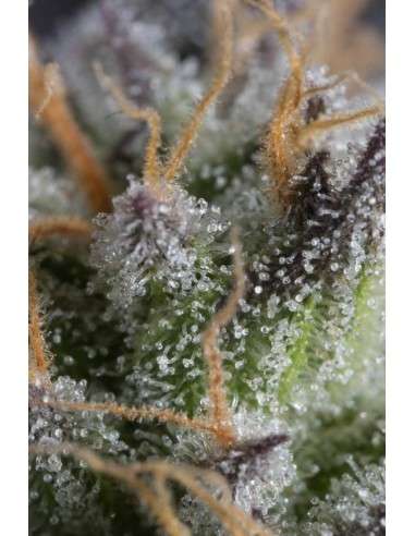 DINAFEM - Bubba Kush CBD - 5