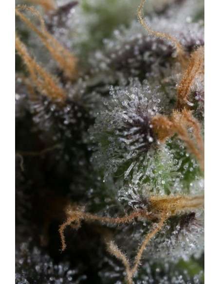 DINAFEM - Bubba Kush CBD - 6