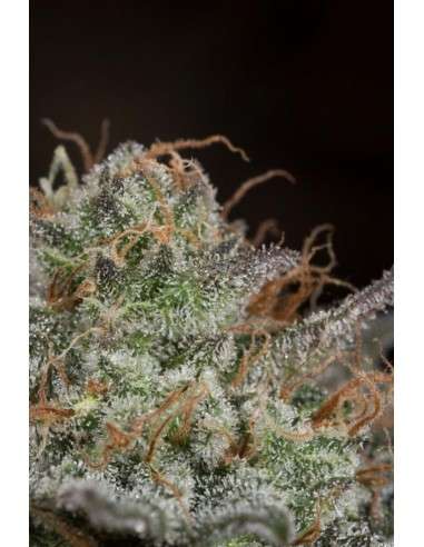 DINAFEM - Bubba Kush CBD - 7