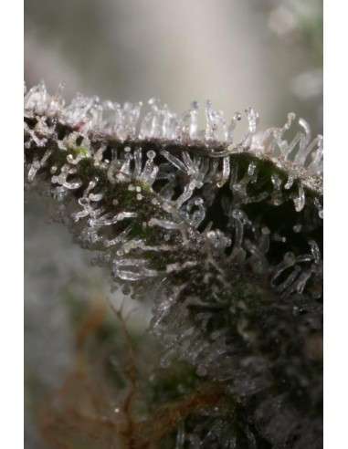 DINAFEM - Bubba Kush CBD - 8