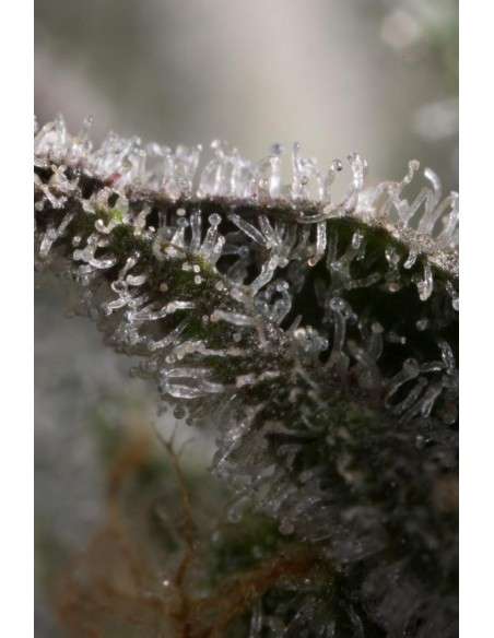 DINAFEM - Bubba Kush CBD - 8