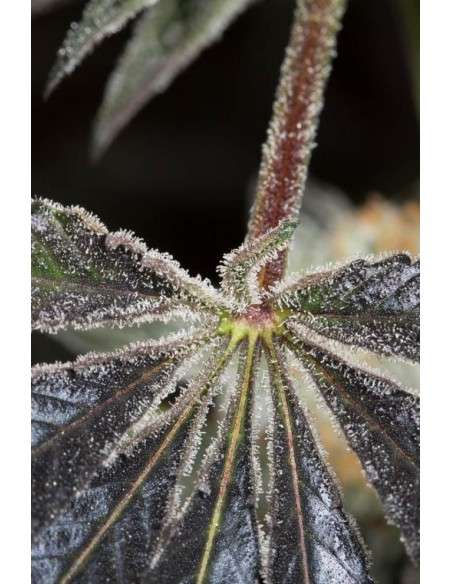 DINAFEM - Bubba Kush CBD - 9