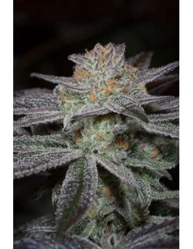 DINAFEM - Bubba Kush CBD - 10