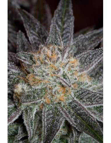DINAFEM - Bubba Kush CBD - 11