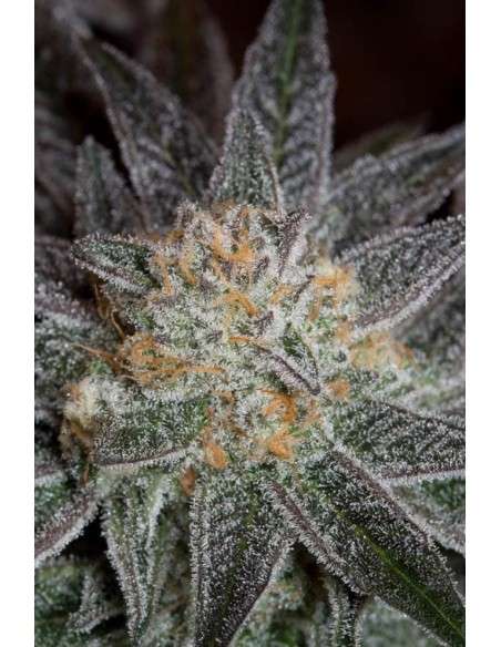 DINAFEM - Bubba Kush CBD - 11