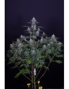 DINAFEM - Cheese CBD - 1