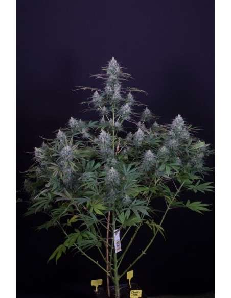 DINAFEM - Cheese CBD - 1