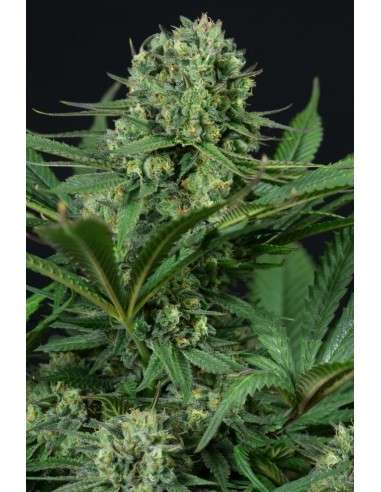 DINAFEM - Cheese CBD - 2