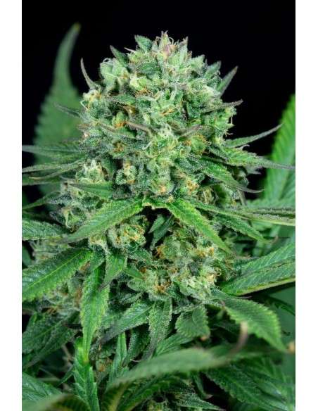 DINAFEM - Cheese CBD - 3
