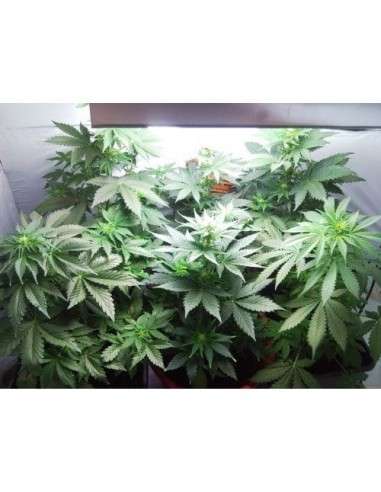 PARADISE SEEDS - Vertigo Auto - 3