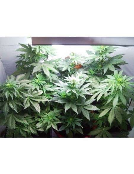 PARADISE SEEDS - Vertigo Auto - 3