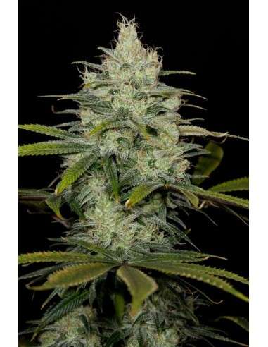 DINAFEM - Cheese CBD - 4