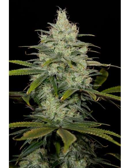 DINAFEM - Cheese CBD - 4