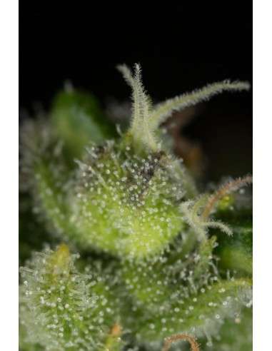 DINAFEM - Cheese CBD - 5