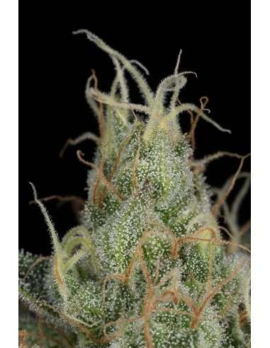 DINAFEM - Cheese CBD - 6
