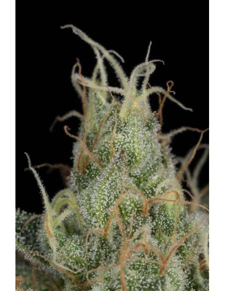 DINAFEM - Cheese CBD - 6