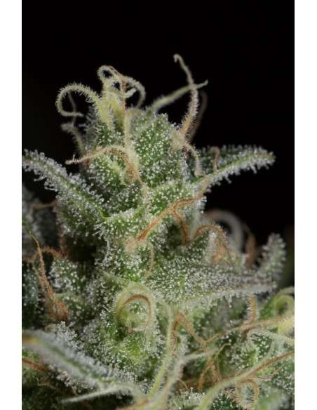 DINAFEM - Cheese CBD - 7