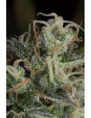 DINAFEM - Cheese CBD - 8