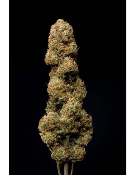 DINAFEM - Cheese CBD - 9