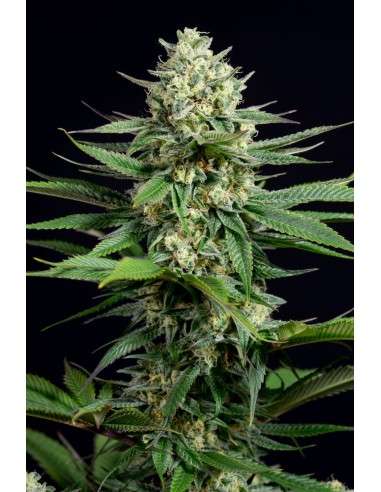 DINAFEM - OG Kush CBD - 1