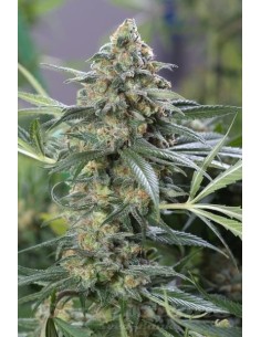 DINAFEM - OG Kush CBD - 1 2