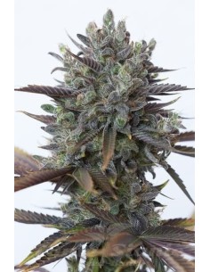 DINAFEM - Purple Orange CBD - 1
