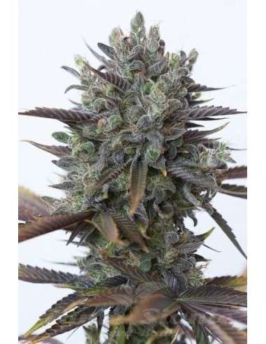 DINAFEM - Purple Orange CBD - 1