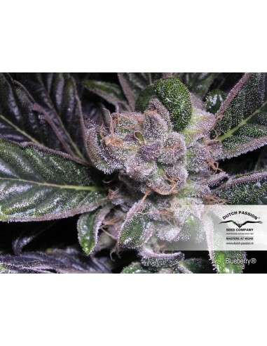DUTCH PASSION - Blueberry - 4