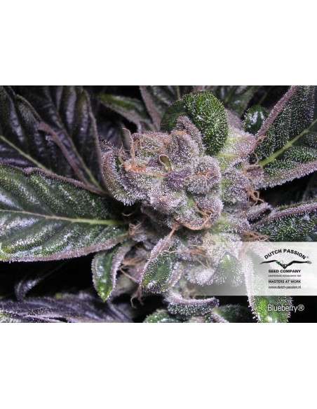 DUTCH PASSION - Blueberry - 4