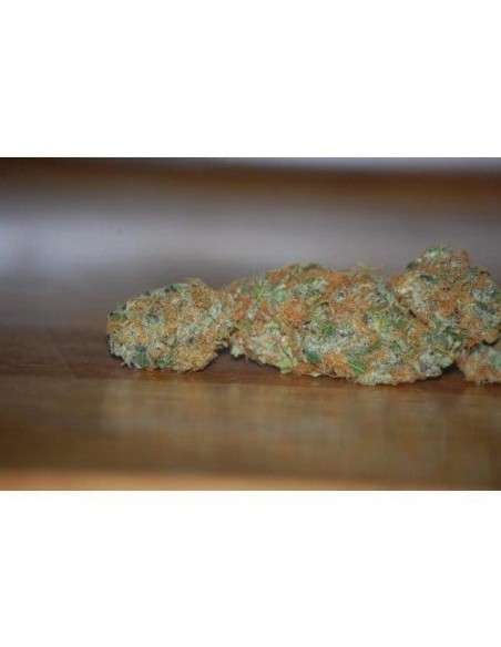 PARADISE SEEDS - Vertigo Auto - 4