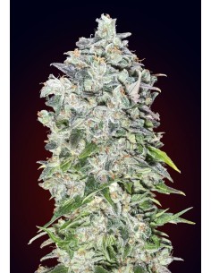 00 SEEDS BANK - Auto 00 Kush - 1