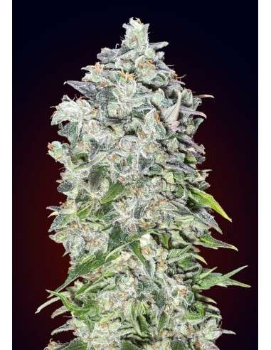 00 SEEDS BANK - Auto 00 Kush - 1
