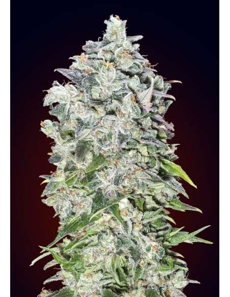 00 SEEDS BANK - Auto 00 Kush - 1