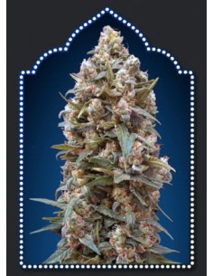 00 SEEDS BANK - Auto California Kush - 1