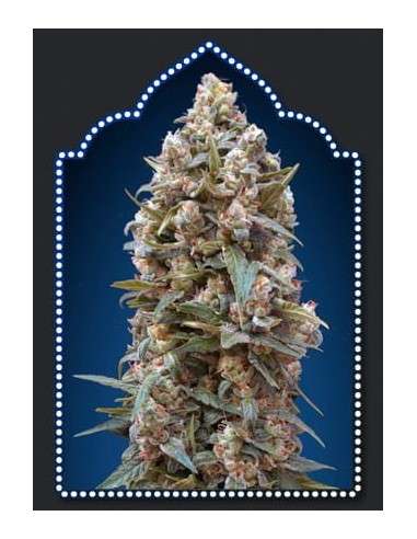 00 SEEDS BANK - Auto California Kush - 1