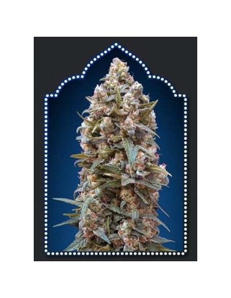00 SEEDS BANK - Auto California Kush - 1