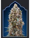 00 SEEDS BANK - Auto California Kush - 1