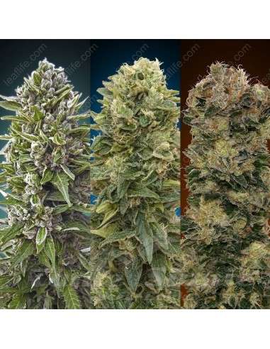 00 SEEDS BANK - Automatic Collection 2 - 1