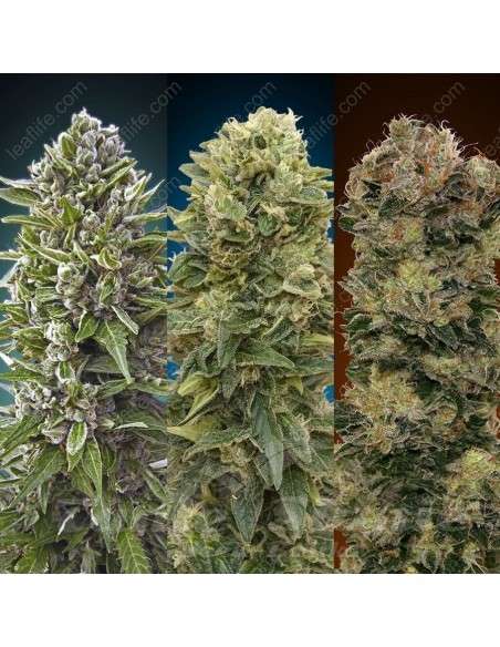 00 SEEDS BANK - Automatic Collection 2 - 1
