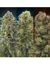 00 SEEDS BANK - Automatic Collection 2 - 1
