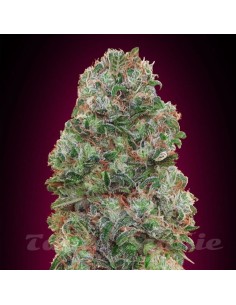 00 SEEDS BANK - Bubble Gum - 1