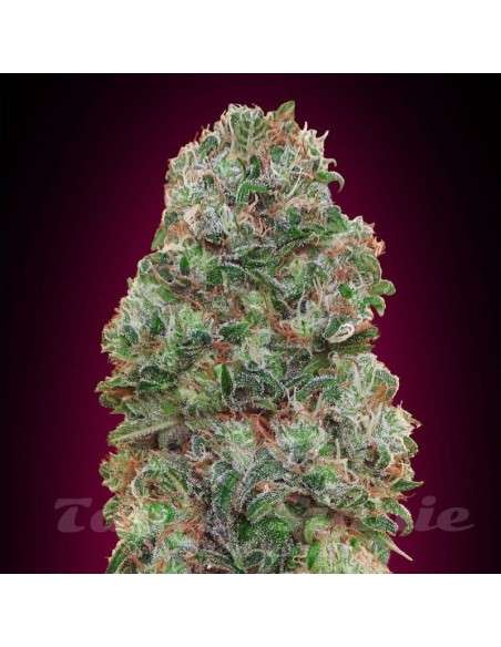 00 SEEDS BANK - Bubble Gum - 1